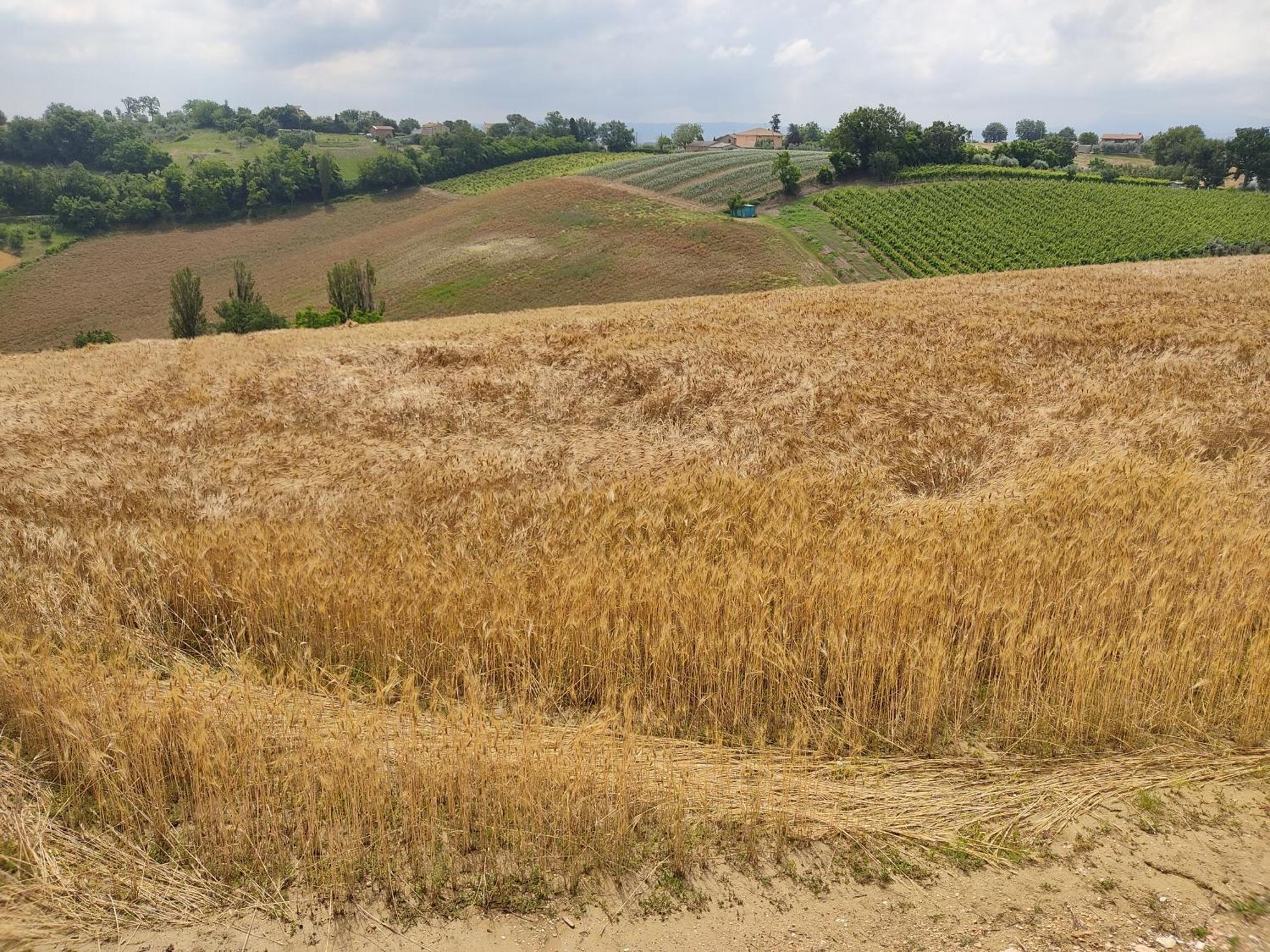 Castelleone di SuasaCasa Borgo Fonte别墅 外观 照片